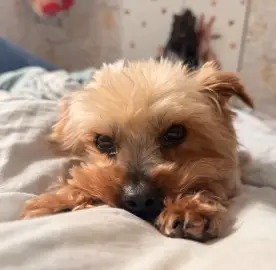 🐾 Услуги за гледане на кучета и котки / разхождане на домашни любимци 🐾