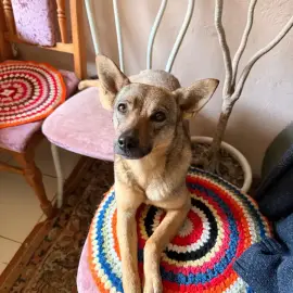 🐾 Услуги за гледане на кучета и котки / разхождане на домашни любимци 🐾