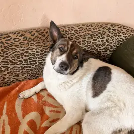 🐾 Услуги за гледане на кучета и котки / разхождане на домашни любимци 🐾