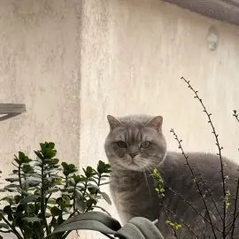🐾 Услуги за гледане на кучета и котки / разхождане на домашни любимци 🐾