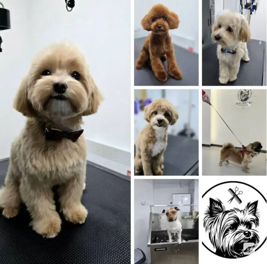 Груминг салон DOG STUDIO Бургас