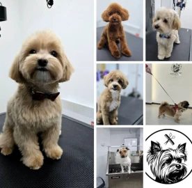 Груминг салон DOG STUDIO Бургас