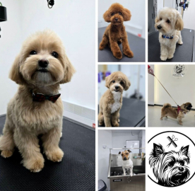 Груминг-салон DOG STUDIO Бургас