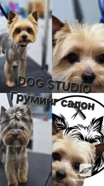 Груминг салон DOG STUDIO Бургас