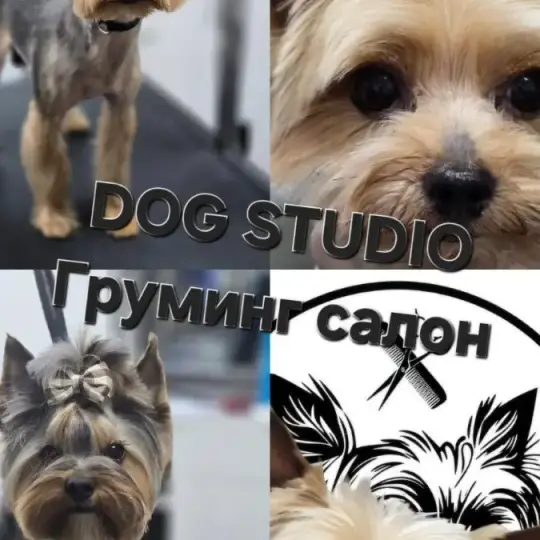 Груминг салон DOG STUDIO Бургас