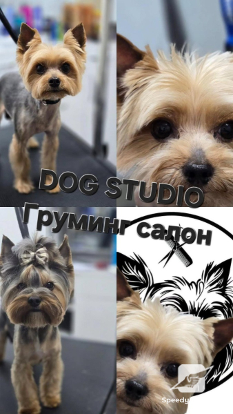 Груминг-салон DOG STUDIO Бургас