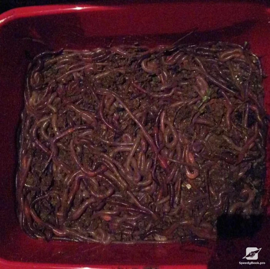 Продавам земни/дъждовни червеи за риболов ! Цена 0.40ст брой.