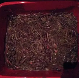 I sell earth/rain worms for fishing ! Price 0.40 pcs.