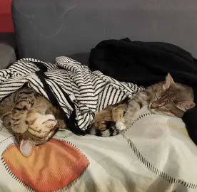 Pet care