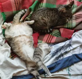 Pet care