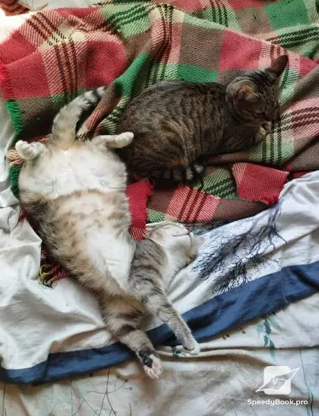 Грижа за домашни любимци