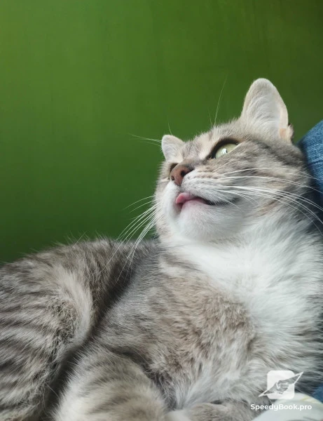 Pet care