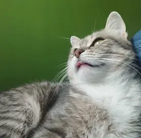 Pet care