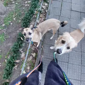 Watching animals