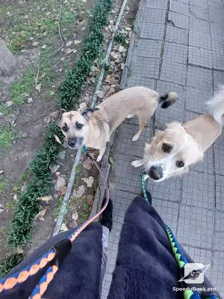 Наблюдение за животными