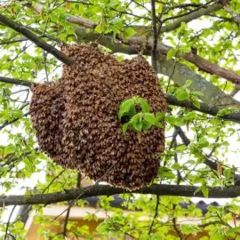 FREE harvesting of bee swarms within the city of Varna