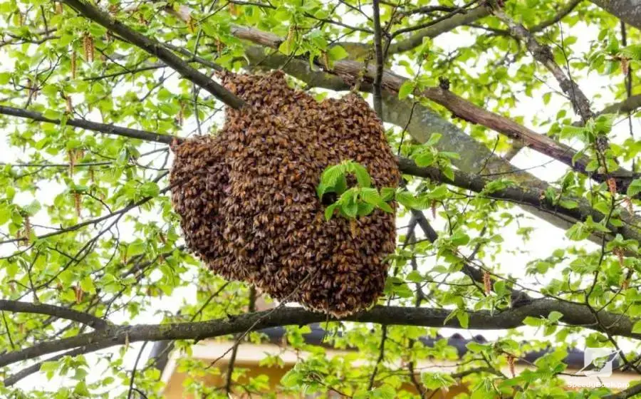FREE harvesting of bee swarms within the city of Varna