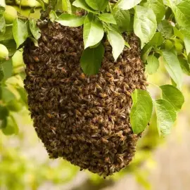 FREE harvesting of bee swarms within the city of Varna
