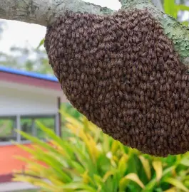 FREE harvesting of bee swarms within the city of Varna