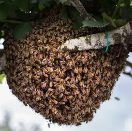 FREE harvesting of bee swarms within the city of Varna