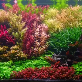 Making and maintenance of aquariums - Varna