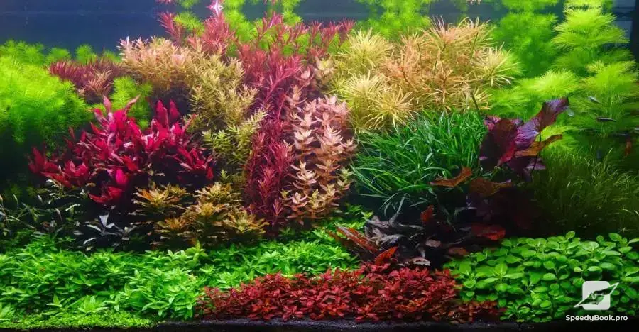 Making and maintenance of aquariums - Varna