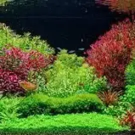 Making and maintenance of aquariums - Varna