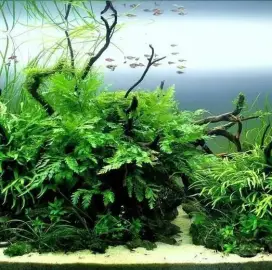 Making and maintenance of aquariums - Varna