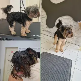 Grooming salon BAU-WAU