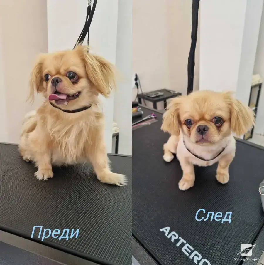 Груминг салон БАУ-УАУ
