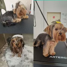 Grooming salon BAU-WAU