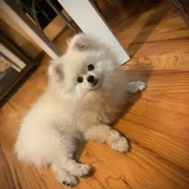 Watching pets in a domestic setting