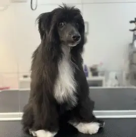 Grooming services, dog grooming salon Varna Businka