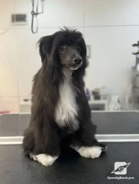 Grooming services, dog grooming salon Varna Businka