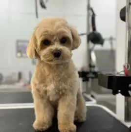 Grooming services, dog grooming salon Varna Businka