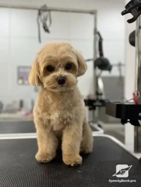 Grooming services, dog grooming salon Varna Businka
