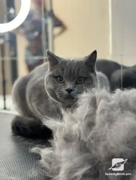 Grooming services, dog grooming salon Varna Businka