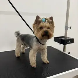 Grooming services, dog grooming salon Varna Businka