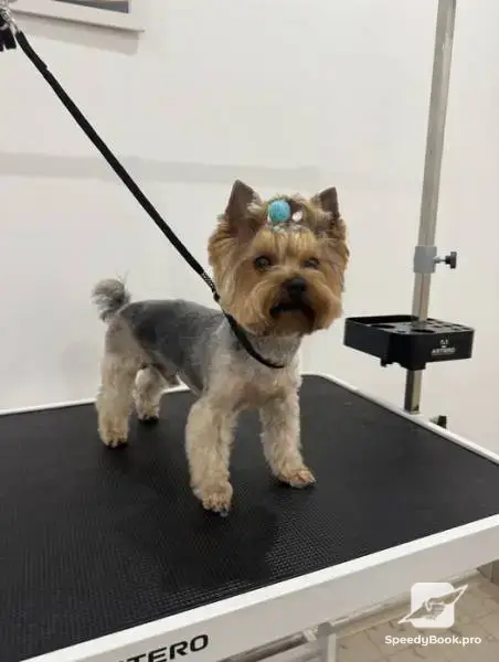 Grooming services, dog grooming salon Varna Businka