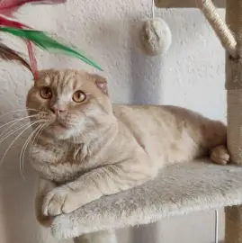 Hotel for your pets