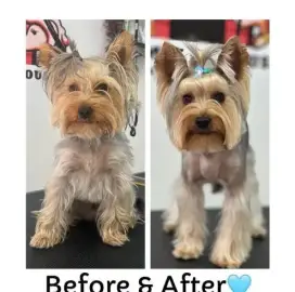 Grooming services Animal House Plovdiv