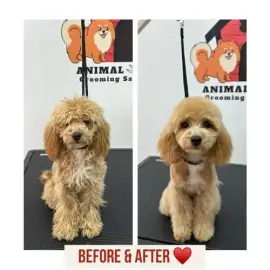 Grooming services Animal House Plovdiv