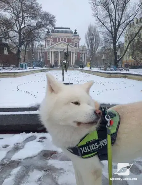 Разходка Отглеждане обучение на кучета и котки