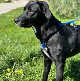 Walk Raising Dog and Cat Training