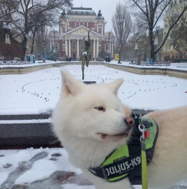 Воспитание на прогулке Дрессировка собак и кошек
