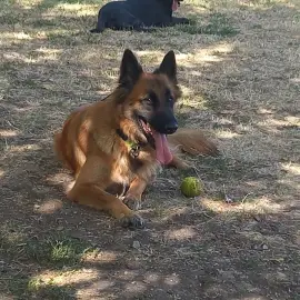 Walk Raising Dog and Cat Training