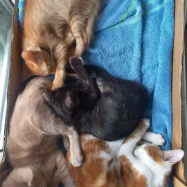 Walk Raising Dog and Cat Training