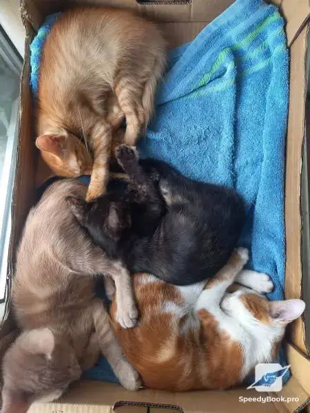 Разходка Отглеждане обучение на кучета и котки