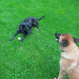 Walk Raising Dog and Cat Training