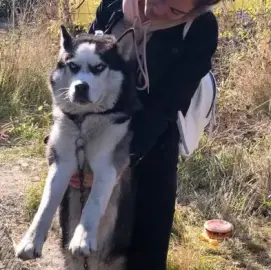 Walking dogs | g.k. Mladost - PROMO